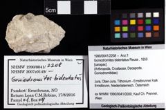 Foto (Objket + Etiketten) von Goniodromites bidentatus (Reuss, 1859) 